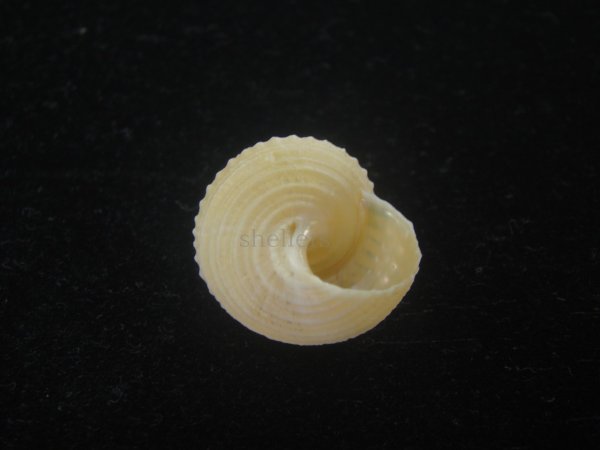 画像4: ウニギンエビス(Cidarina cidaris) (4)