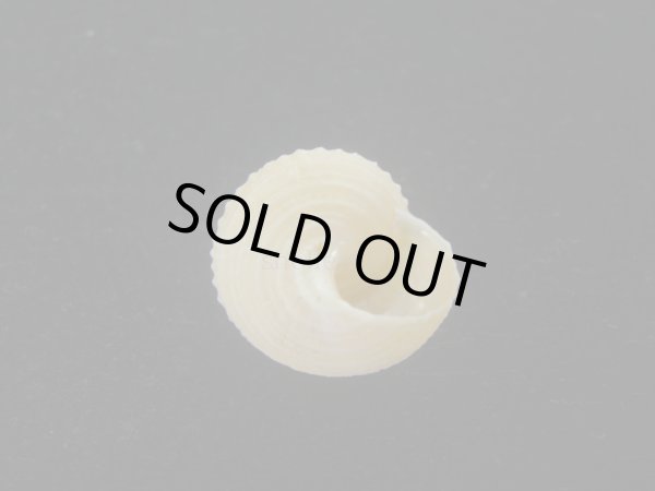 画像4: ウニギンエビス(Cidarina cidaris) (4)