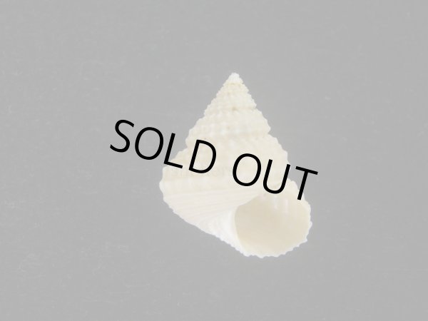 画像1: ウニギンエビス(Cidarina cidaris) (1)