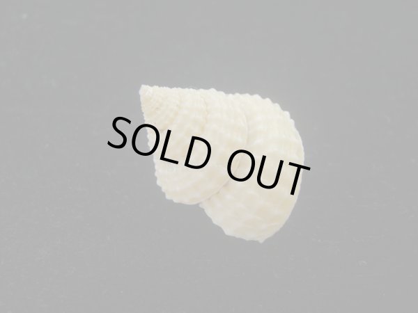 画像2: ウニギンエビス(Cidarina cidaris) (2)