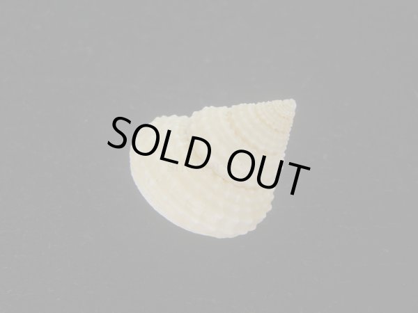 画像3: ウニギンエビス(Cidarina cidaris) (3)