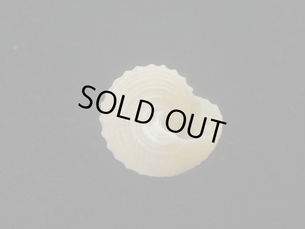 画像4: ウニギンエビス(Cidarina cidaris) (4)