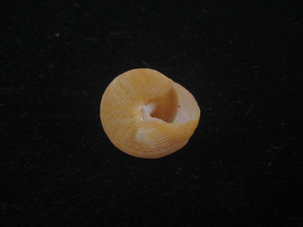 画像4: オーネイトエビス(Calliostoma ornatum) (4)