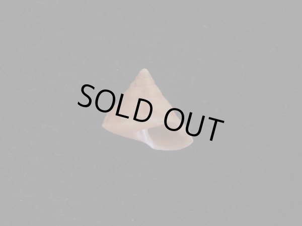 画像1: オーネイトエビス(Calliostoma ornatum) 濃色 (1)