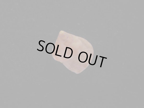 画像2: オーネイトエビス(Calliostoma ornatum) 濃色 (2)