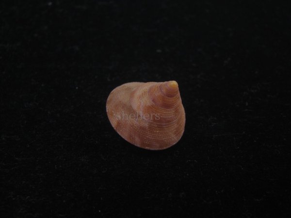 画像3: オーネイトエビス(Calliostoma ornatum) 濃色 (3)