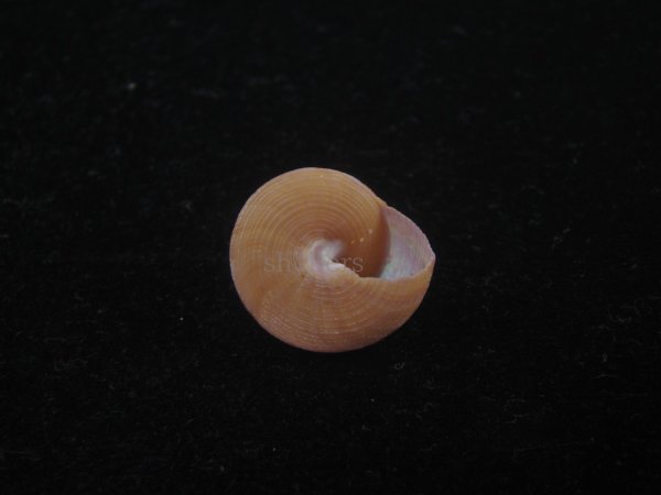 画像4: オーネイトエビス(Calliostoma ornatum) 濃色 (4)