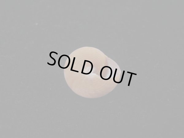 画像4: オーネイトエビス(Calliostoma ornatum) 濃色 (4)