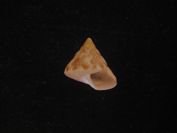 画像1: オーネイトエビス(Calliostoma ornatum) 美品 (1)