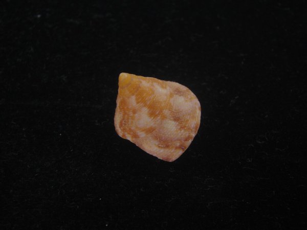 画像2: オーネイトエビス(Calliostoma ornatum) 美品 (2)