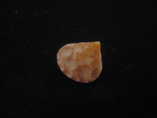 画像3: オーネイトエビス(Calliostoma ornatum) 美品 (3)