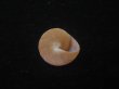 画像4: オーネイトエビス(Calliostoma ornatum) 美品 (4)