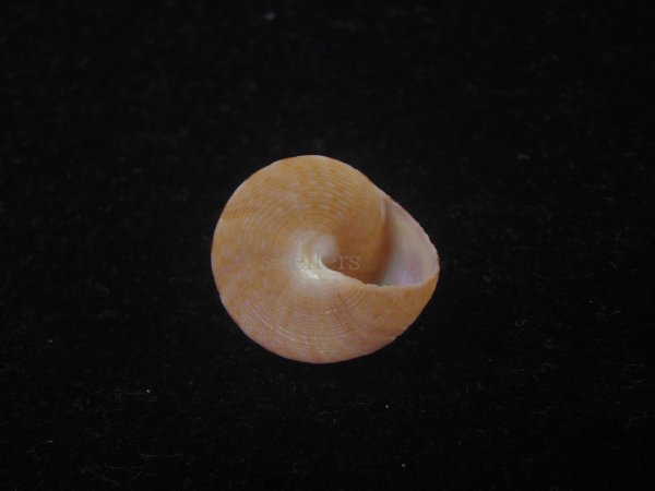 画像4: オーネイトエビス(Calliostoma ornatum) 美品 (4)