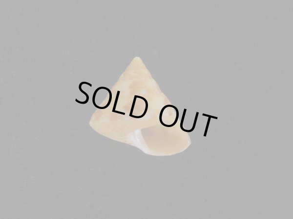 画像1: オーネイトエビス(Calliostoma ornatum) 大　美品 (1)