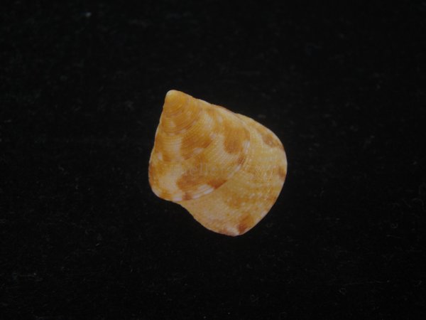 画像2: オーネイトエビス(Calliostoma ornatum) 大　美品 (2)