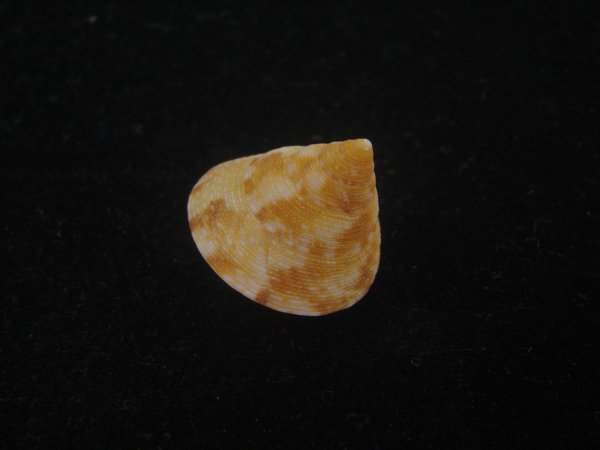 画像3: オーネイトエビス(Calliostoma ornatum) 大　美品 (3)