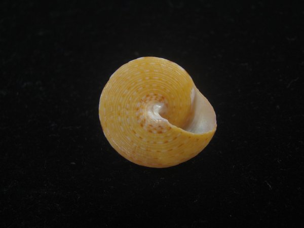 画像4: オーネイトエビス(Calliostoma ornatum) 大　美品 (4)