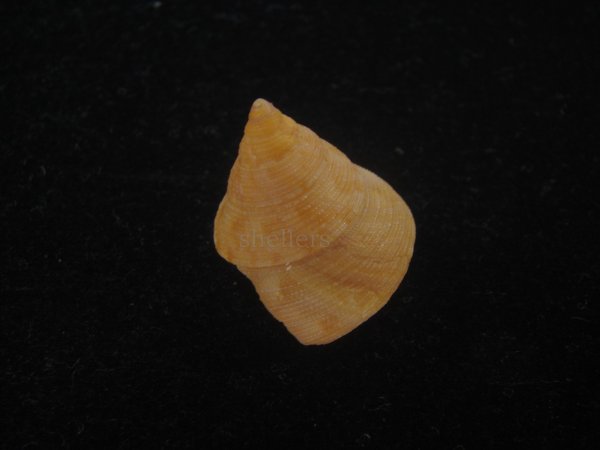 画像2: オーネイトエビス(Calliostoma ornatum) 大 (2)