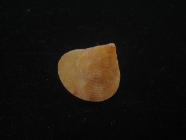 画像3: オーネイトエビス(Calliostoma ornatum) 大 (3)