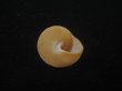 画像4: オーネイトエビス(Calliostoma ornatum) 大 (4)