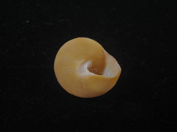 画像4: オーネイトエビス(Calliostoma ornatum) 大 (4)