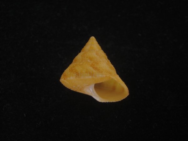 画像1: オーネイトエビス(Calliostoma ornatum) 大 (1)