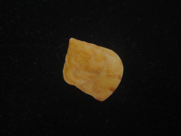 画像2: オーネイトエビス(Calliostoma ornatum) 大 (2)