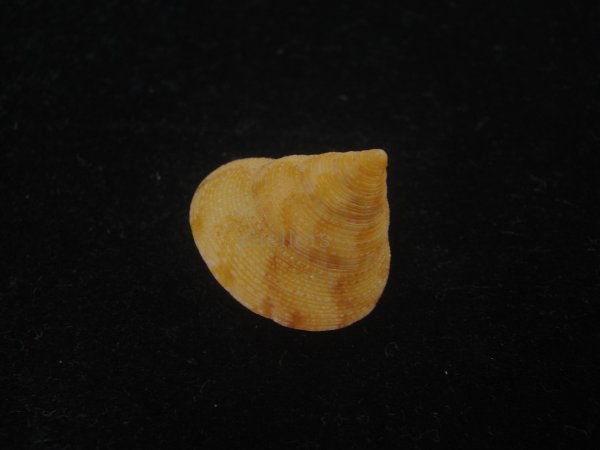 画像3: オーネイトエビス(Calliostoma ornatum) 大 (3)