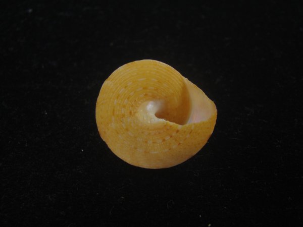 画像4: オーネイトエビス(Calliostoma ornatum) 大 (4)