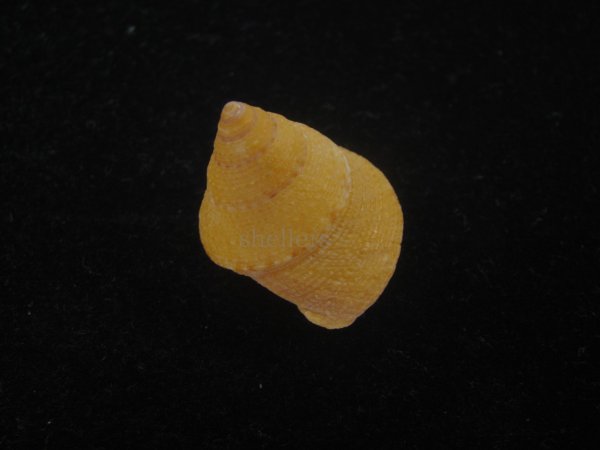 画像2: オーネイトエビス(Calliostoma ornatum) 大 (2)