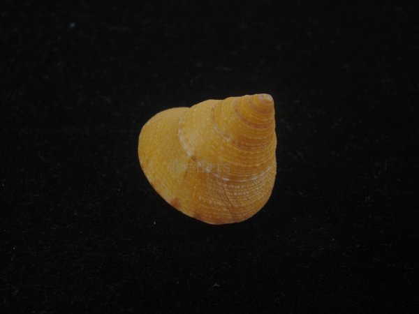 画像3: オーネイトエビス(Calliostoma ornatum) 大 (3)