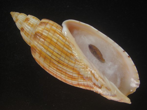 画像1: ハデスマキボラ(Callipara kurodai) 大 (1)