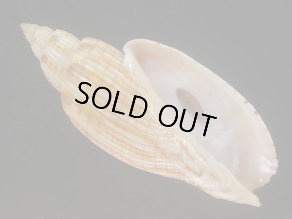 画像1: ハデスマキボラ(Callipara kurodai) 大 (1)