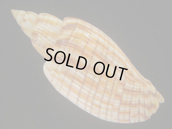 画像2: ハデスマキボラ(Callipara kurodai) 大 (2)