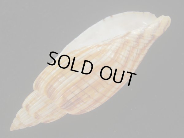 画像3: ハデスマキボラ(Callipara kurodai) 大 (3)