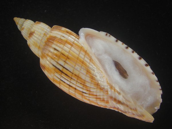 画像1: ハデスマキボラ(Callipara kurodai) 美品 (1)