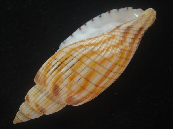 画像3: ハデスマキボラ(Callipara kurodai) 美品 (3)