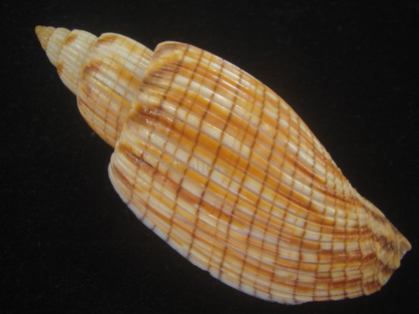 画像2: ハデスマキボラ(Callipara kurodai) 美品 (2)