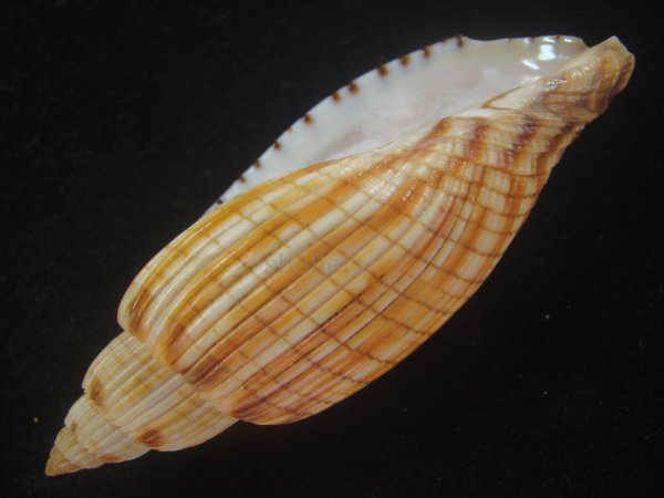 画像3: ハデスマキボラ(Callipara kurodai) 美品 (3)