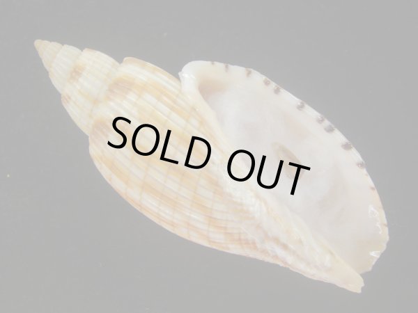 画像1: ハデスマキボラ(Callipara kurodai) 美品 (1)