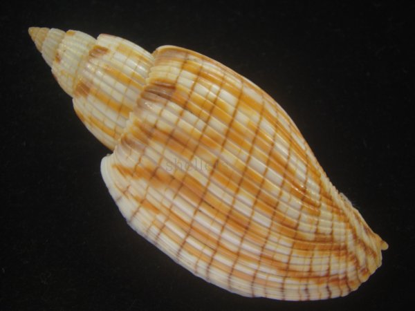 画像2: ハデスマキボラ(Callipara kurodai) 美品 (2)