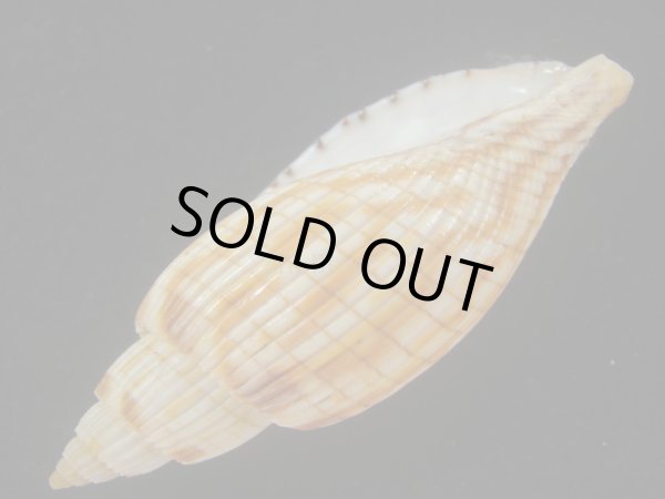 画像3: ハデスマキボラ(Callipara kurodai) 美品 (3)