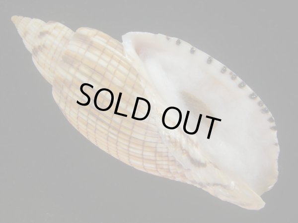 画像1: ハデスマキボラ(Callipara kurodai) 大　美品 (1)