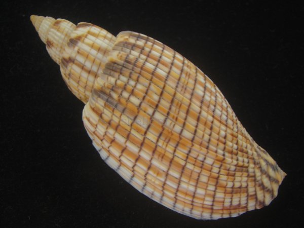 画像2: ハデスマキボラ(Callipara kurodai) 大　美品 (2)