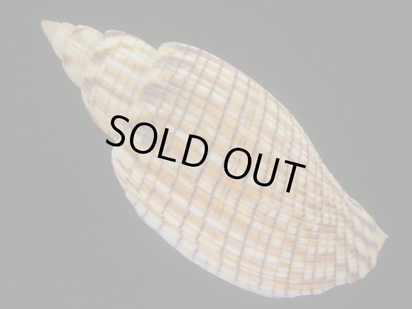 画像2: ハデスマキボラ(Callipara kurodai) 大　美品 (2)