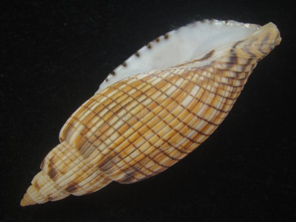 画像3: ハデスマキボラ(Callipara kurodai) 大　美品 (3)