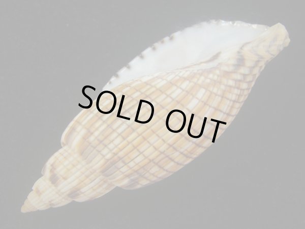 画像3: ハデスマキボラ(Callipara kurodai) 大　美品 (3)