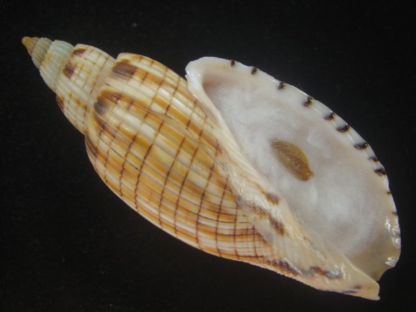 画像1: ハデスマキボラ(Callipara kurodai) 美品 (1)