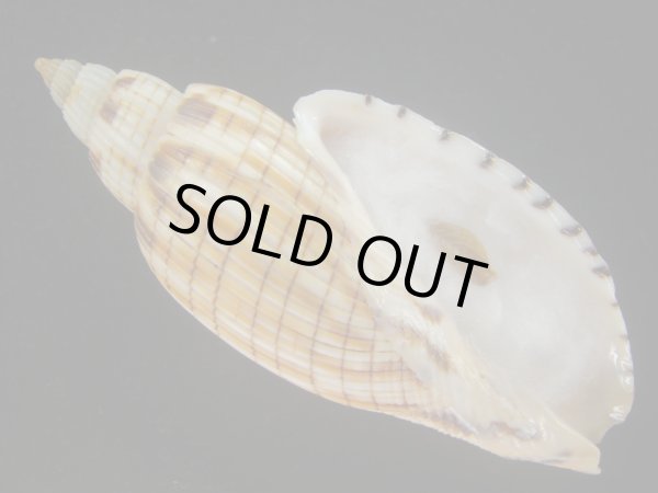 画像1: ハデスマキボラ(Callipara kurodai) 美品 (1)