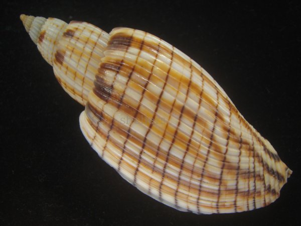 画像2: ハデスマキボラ(Callipara kurodai) 美品 (2)